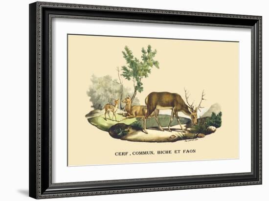 Stag, Doe and Fawn-E.f. Noel-Framed Art Print