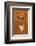 Stag - Jethro Wilson Contemporary Wildlife Print-Jethro Wilson-Framed Giclee Print