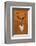 Stag - Jethro Wilson Contemporary Wildlife Print-Jethro Wilson-Framed Giclee Print