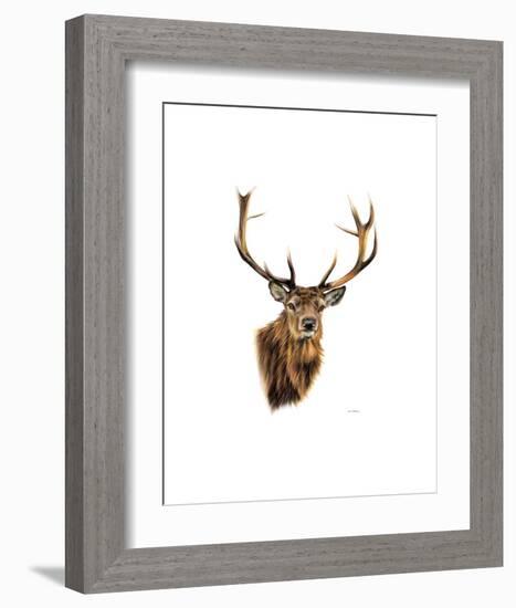 Stag White Background-Sarah Stribbling-Framed Art Print