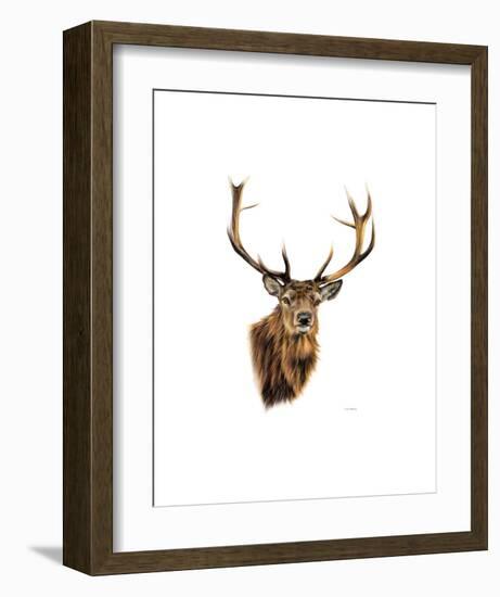 Stag White Background-Sarah Stribbling-Framed Art Print