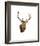 Stag White Background-Sarah Stribbling-Framed Giclee Print