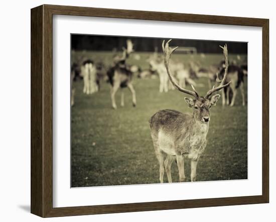 Stag with Herd of Deer in Phoenix Park, Dublin, Republic of Ireland, Europe-Ian Egner-Framed Photographic Print