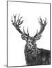 Stag-Lucy Francis-Mounted Giclee Print
