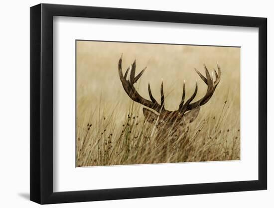 Stag-piotradamski-Framed Photographic Print