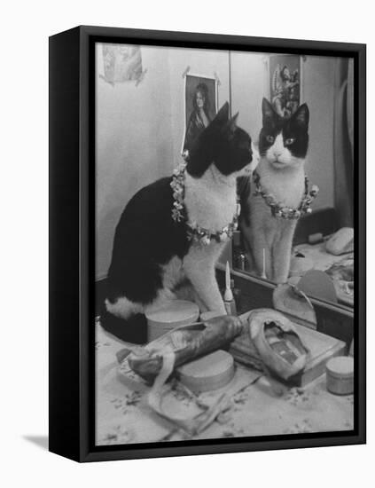 Stage Cat-Godfrey Thurston Hopkins-Framed Premier Image Canvas