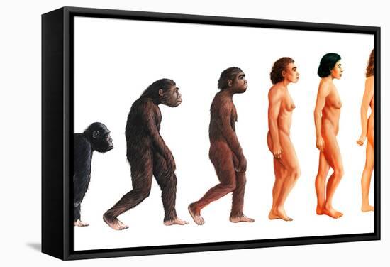 Stages In Female Human Evolution-David Gifford-Framed Premier Image Canvas