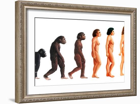 Stages In Female Human Evolution-David Gifford-Framed Photographic Print