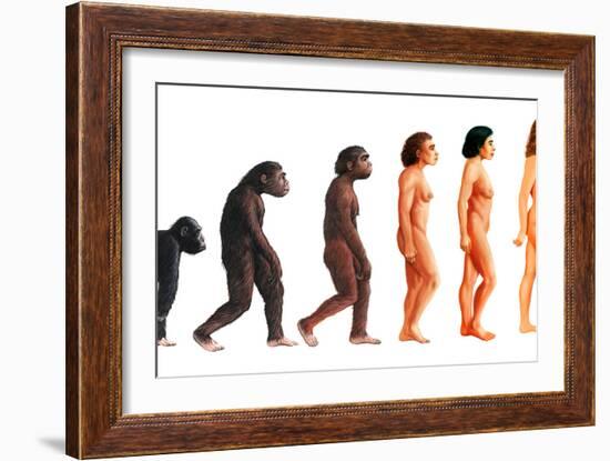 Stages In Female Human Evolution-David Gifford-Framed Photographic Print