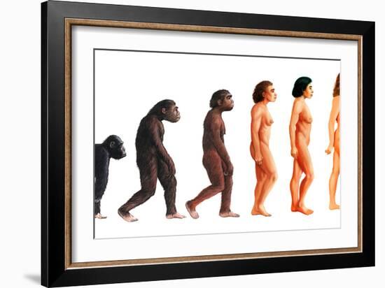 Stages In Female Human Evolution-David Gifford-Framed Photographic Print