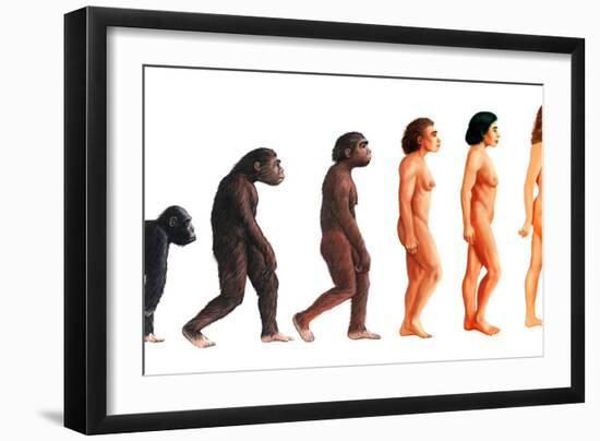 Stages In Female Human Evolution-David Gifford-Framed Photographic Print