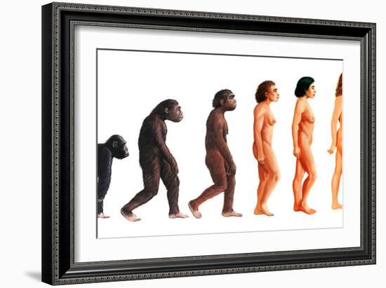 Stages In Female Human Evolution-David Gifford-Framed Photographic Print