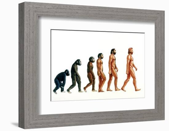 Stages In Human Evolution-David Gifford-Framed Photographic Print