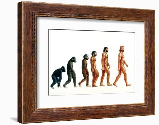 Stages In Human Evolution-David Gifford-Framed Photographic Print