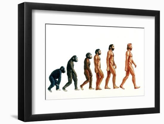 Stages In Human Evolution-David Gifford-Framed Photographic Print