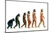 Stages In Human Evolution-David Gifford-Mounted Photographic Print