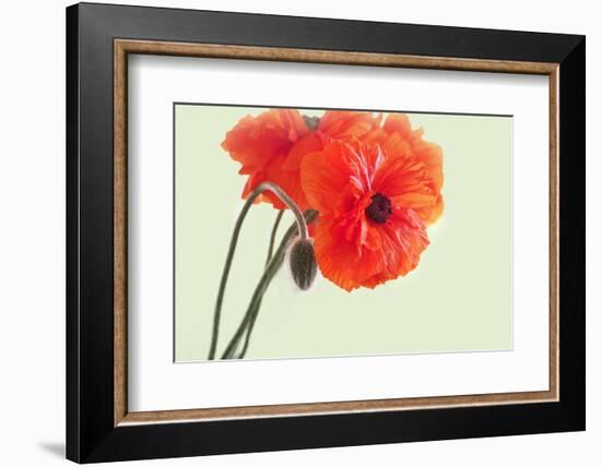 Stages of Life-Heidi Westum-Framed Photographic Print