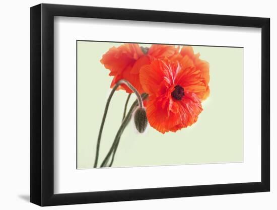 Stages of Life-Heidi Westum-Framed Photographic Print