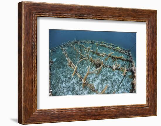 Staghorn Corals are Being Grown Off Turneffe Atoll in Belize-Stocktrek Images-Framed Photographic Print