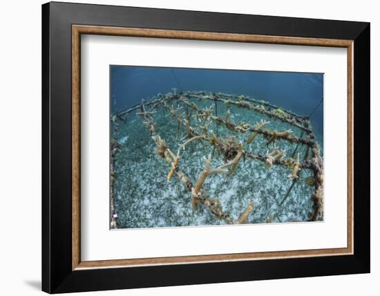 Staghorn Corals are Being Grown Off Turneffe Atoll in Belize-Stocktrek Images-Framed Photographic Print