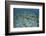 Staghorn Corals are Being Grown Off Turneffe Atoll in Belize-Stocktrek Images-Framed Photographic Print