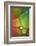 Stained Glass II-Cora Niele-Framed Photographic Print