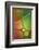 Stained Glass II-Cora Niele-Framed Photographic Print