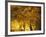 Stalactities on Ceiling of Damlatas Cavern-Murat Taner-Framed Photographic Print