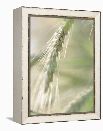 Stalk of Wheat-null-Framed Premier Image Canvas