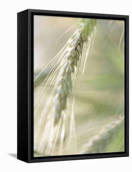 Stalk of Wheat-null-Framed Premier Image Canvas