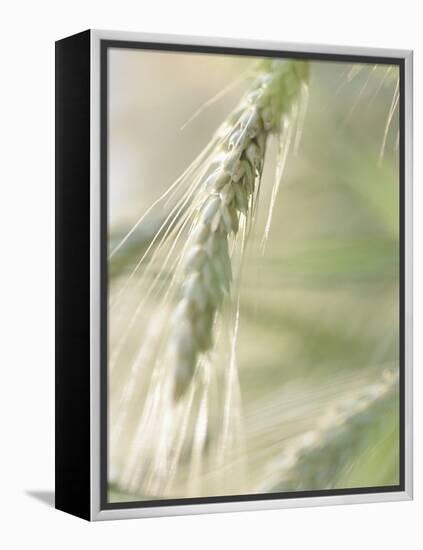 Stalk of Wheat-null-Framed Premier Image Canvas