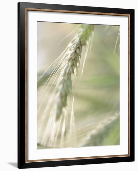 Stalk of Wheat-null-Framed Photographic Print