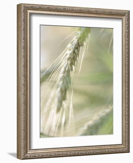 Stalk of Wheat-null-Framed Photographic Print