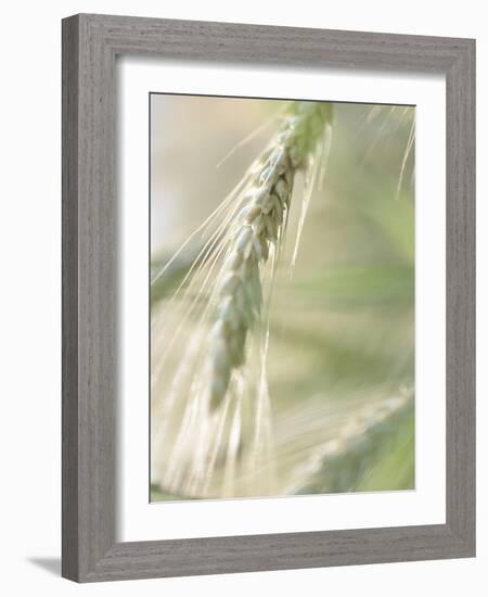 Stalk of Wheat-null-Framed Photographic Print