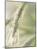 Stalk of Wheat-null-Mounted Photographic Print