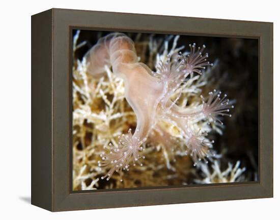 Stalked Jellyfish Eating a Shrimp-Alexander Semenov-Framed Premier Image Canvas