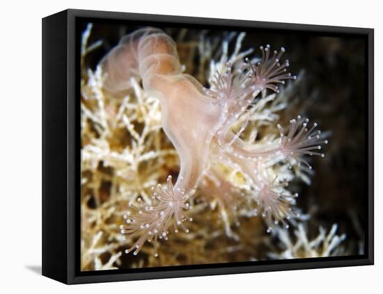 Stalked Jellyfish Eating a Shrimp-Alexander Semenov-Framed Premier Image Canvas