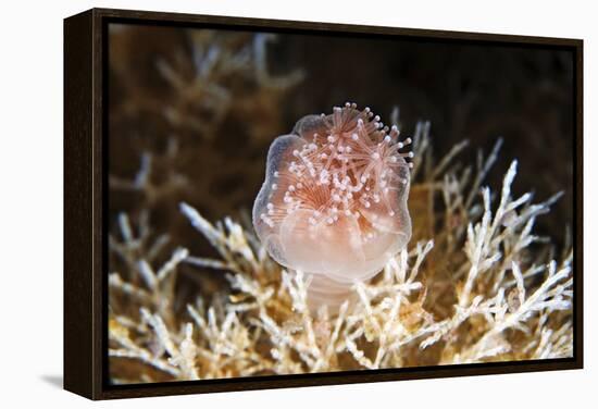 Stalked Jellyfish Eating a Shrimp-Alexander Semenov-Framed Premier Image Canvas
