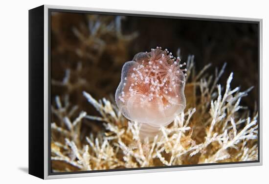 Stalked Jellyfish Eating a Shrimp-Alexander Semenov-Framed Premier Image Canvas