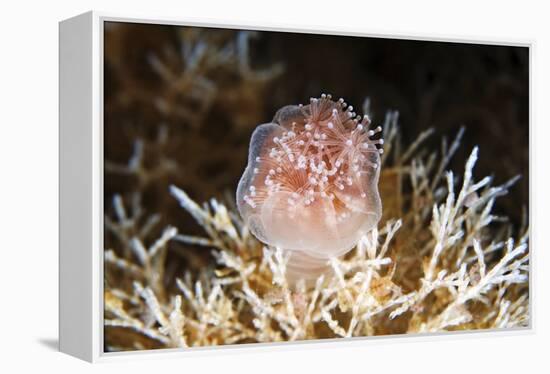 Stalked Jellyfish Eating a Shrimp-Alexander Semenov-Framed Premier Image Canvas