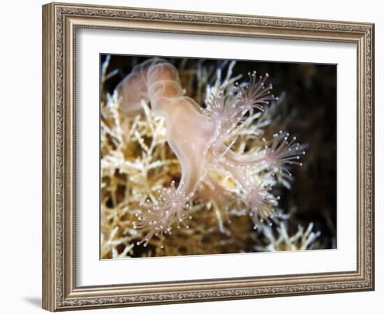 Stalked Jellyfish Eating a Shrimp-Alexander Semenov-Framed Photographic Print