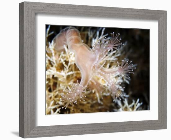 Stalked Jellyfish Eating a Shrimp-Alexander Semenov-Framed Photographic Print