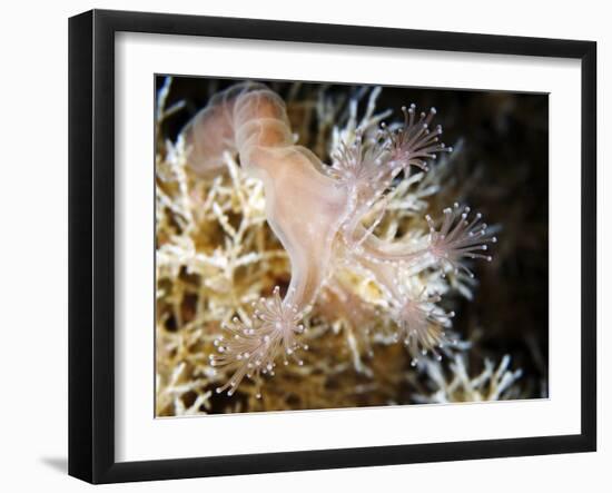 Stalked Jellyfish Eating a Shrimp-Alexander Semenov-Framed Photographic Print