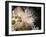 Stalked Jellyfish Eating a Shrimp-Alexander Semenov-Framed Photographic Print