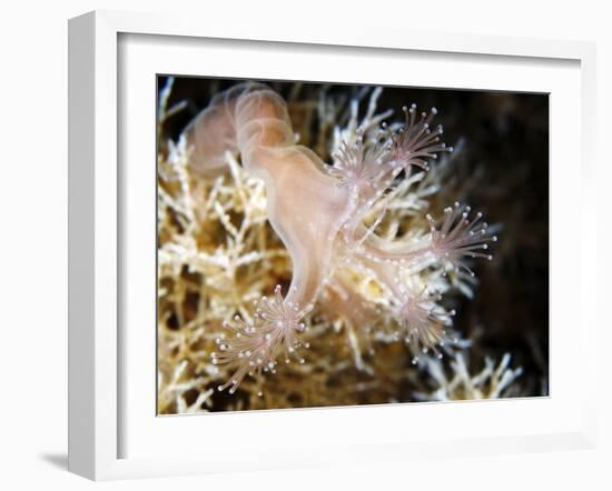 Stalked Jellyfish Eating a Shrimp-Alexander Semenov-Framed Photographic Print