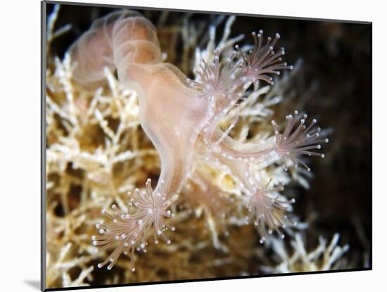 Stalked Jellyfish Eating a Shrimp-Alexander Semenov-Mounted Photographic Print
