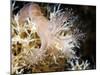 Stalked Jellyfish Eating a Shrimp-Alexander Semenov-Mounted Photographic Print