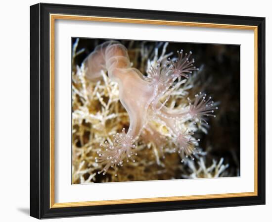 Stalked Jellyfish Eating a Shrimp-Alexander Semenov-Framed Photographic Print