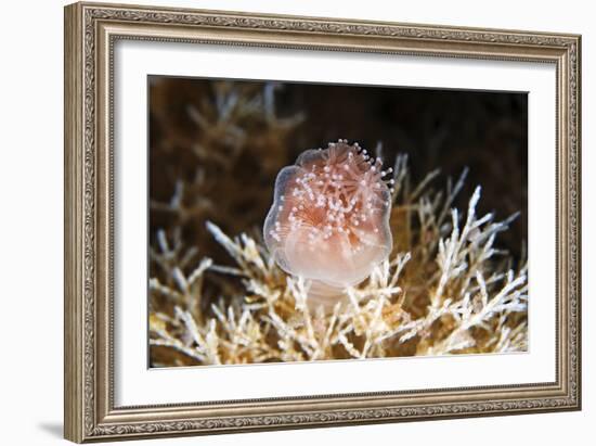 Stalked Jellyfish Eating a Shrimp-Alexander Semenov-Framed Photographic Print