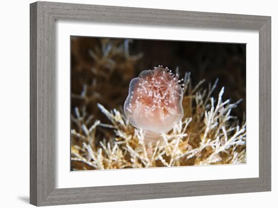 Stalked Jellyfish Eating a Shrimp-Alexander Semenov-Framed Photographic Print